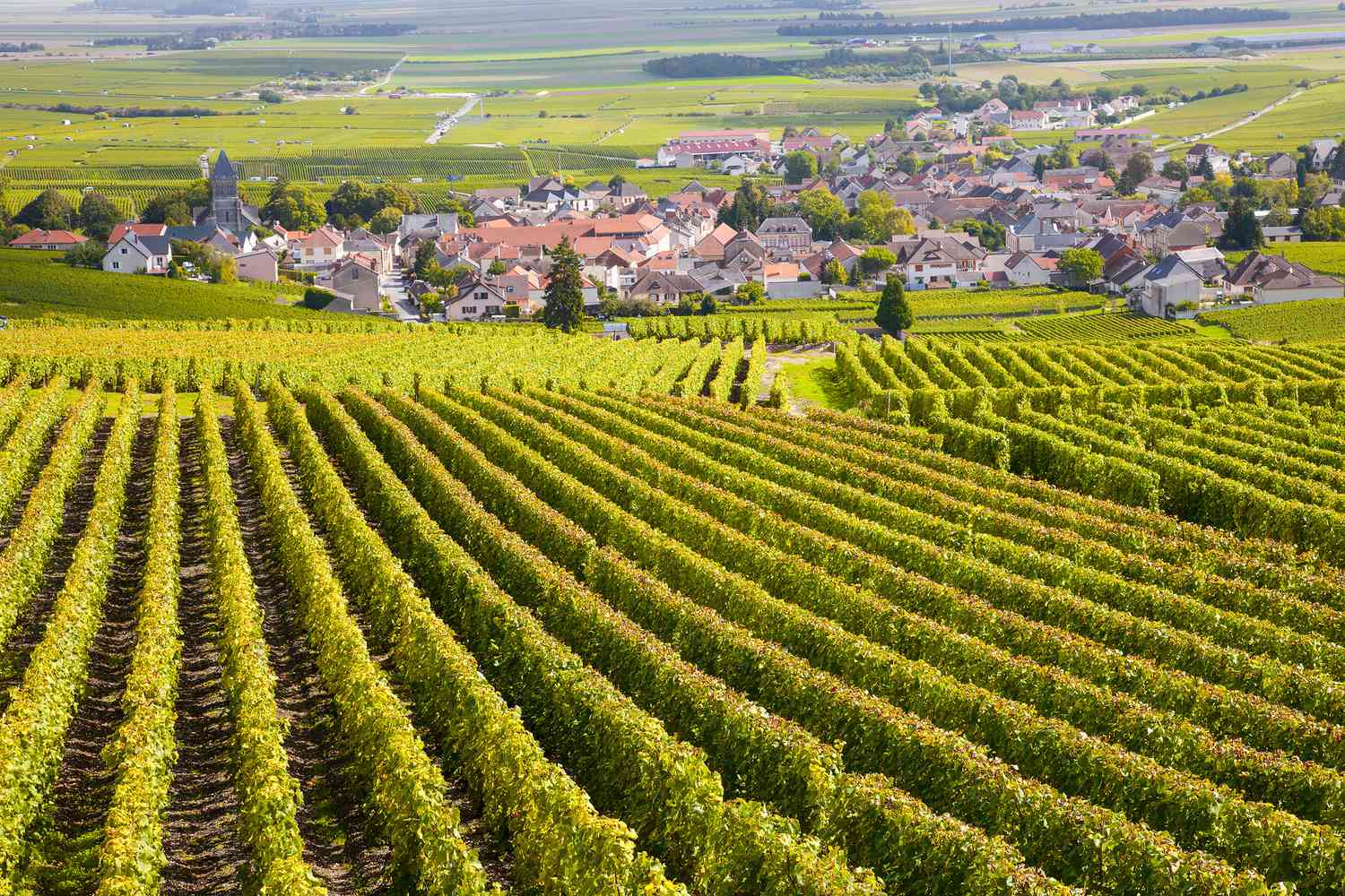 Vineyards in Burgundy